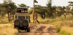 Palumbo Mnemba View & Safari Tanzania 4629652362