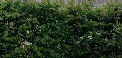 Rosa Grand Hotel - Starhotels Collezione 11868832478
