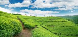 10 daagse fly drive Sri Lanka in Vogelvlucht 7336031116