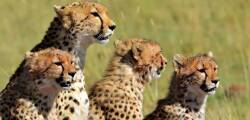13 daagse safari Tsavo & Taita 9419733454