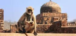 10 daagse fly drive Namasté in Noord India 8054200238