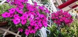 Hotel Sofia 11523993871