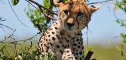 12 daagse safari Tsavo & Taita 9419733453