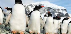 Expeditiecruise Antarctica per m/v Hondius 9413528005