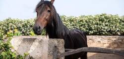 Agroturismo Son Juaneda 11923406514
