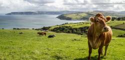 Ierland, 40 tinten groen 12632424284
